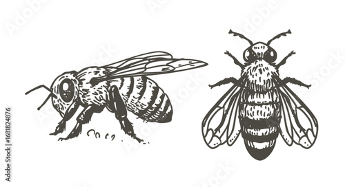 Bee sketch, hand drawn vector illustration, monochrome