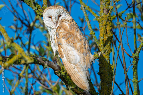 A beautiful Barn owl in the morning in the UK