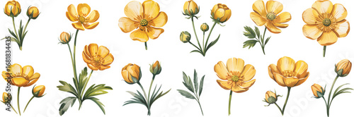 Watercolor Yellow Wildflowers. Hand Painted Floral Clipart Set.