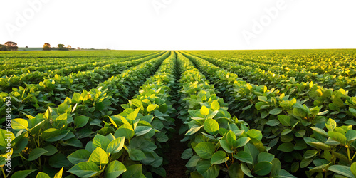 Rows of green soybean plants in a field at sunset with golden light agriculture crop isolated on a transparent background