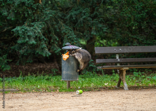 Wild raccoon rummaging through trash can for food in an urban park. Scene captures wildlife behavior in city environment, highlighting ecological, social themes.