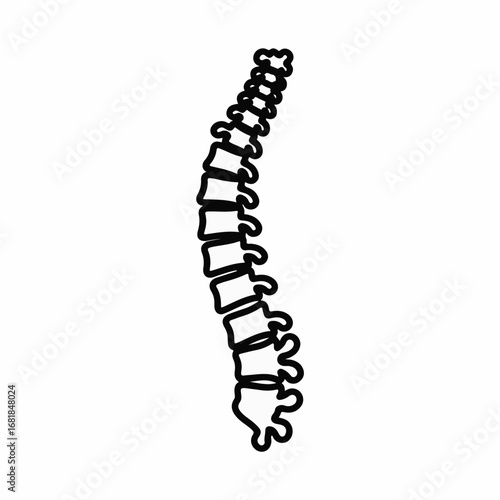 Spine anatomy chart showing backbone and skeletal structure, spine anatomy detail is clear and informative. For medical spine anatomy reference, it displays vertebrae, bones, and joints,