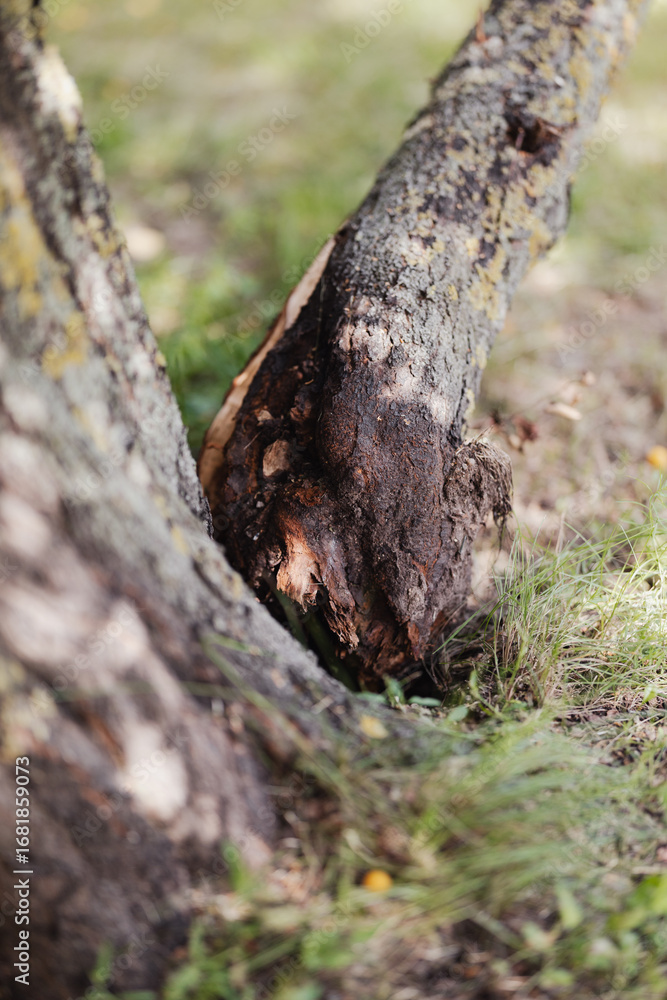 Fototapeta premium Wind broken tree trunk - rotten base of apple tree trunk