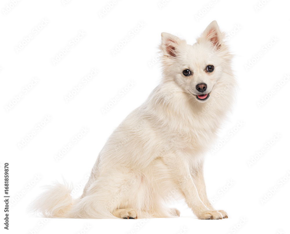 Obraz premium German spitz klein sitting and looking at camera on white background
