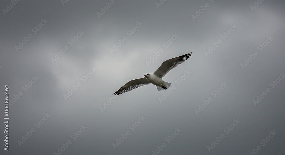 Obraz premium Solitary seagull soaring through an overcast sky.