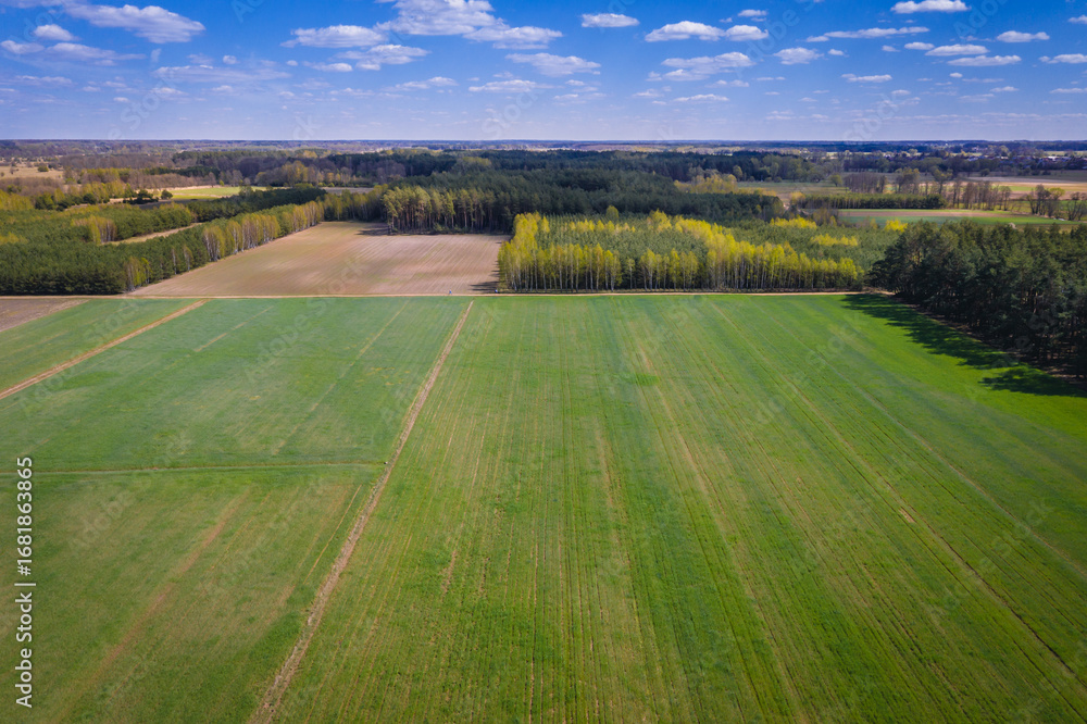 Obraz premium Drone photo of rye field in Mazowsze region of Poland
