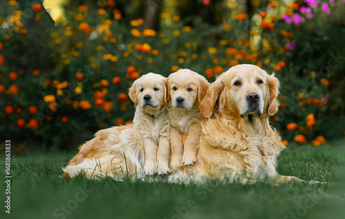 adult golden retriever dog sits with small puppies on the grass in summer near flowers. summer walk with dog