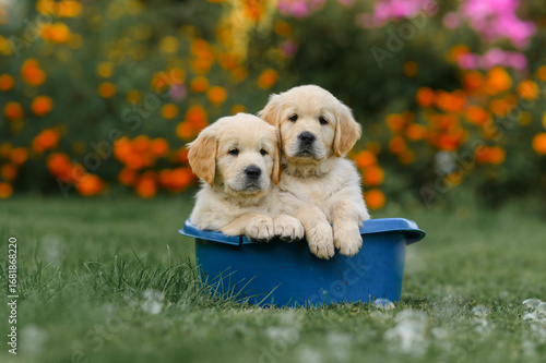 little golden retriever labrador puppies bathe in a basin outdoors