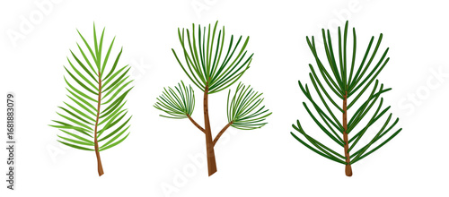 Holly pine branch, winter tree fir, leaf. Spruce needle set. Evergreen plant hand drawn, cedar twig icon, Xmas holiday green coniferous decoration isolated on white background. Vector illustration