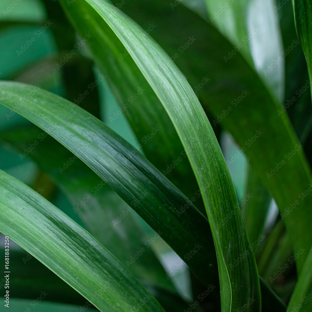 Obraz premium Close-up of lush green leaves