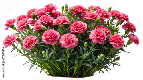 Wallpaper Mural A bush of pink carnation flowers isolated on transparent background Torontodigital.ca
