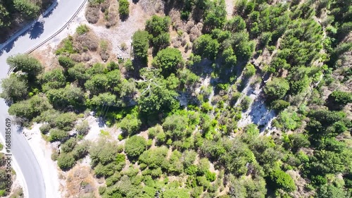 Albania Llogara national park pine trees forest, Flag tree symbol tree