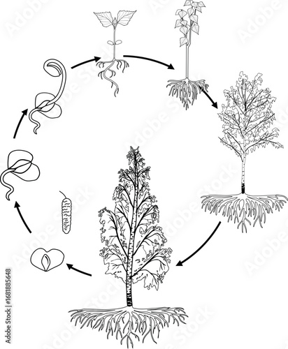 Coloring page with life cycle of birch tree (Betula pendula). Growth stages from seed and sprout to old tree old tree with root system and crown
