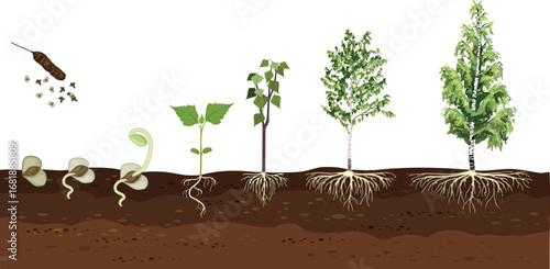 Life cycle of birch tree (Betula pendula). Growth stages from seed and sprout to old tree old tree with root system and green crown isolated on white background	