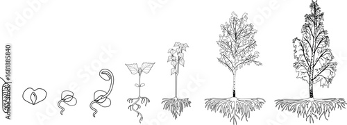 Coloring page with life cycle of birch tree (Betula pendula). Growth stages from seed and sprout to old tree old tree with root system and crown