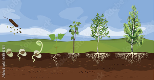 Summer landscape with life cycle of birch tree (Betula pendula). Growth stages from seed and sprout to old tree old tree with root system and green crown
