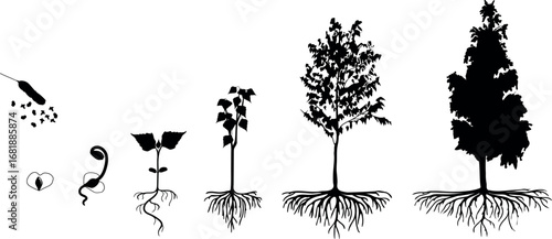 Black silhouette of life cycle of birch tree (Betula pendula). Growth stages from seed and sprout to old tree old tree with root system and crown