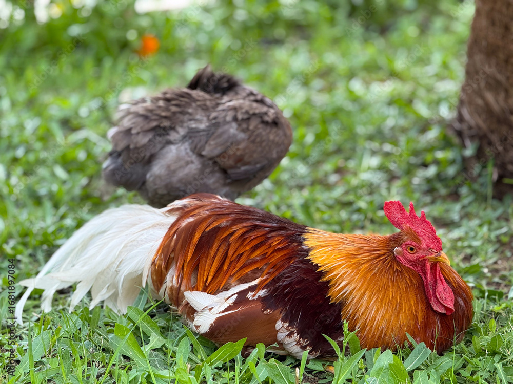 Fototapeta premium Colorful rooster resting on green grass with a hen in the background. Rural lifestyle, farming and domestic poultry in natural surroundings.