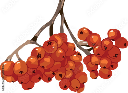 Bunch of ripe red rowan berries isolated on white background	