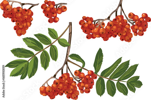 Bunch of ripe red rowan berries with two green leaves isolated on white background	