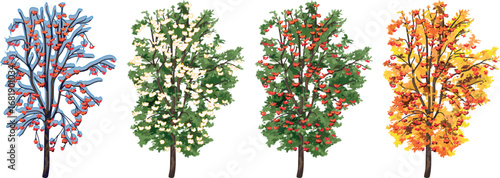  Rowan tree (Sorbus aucuparia) at four seasons: spring, summer, autumn, winter. Conceptual change of seasons	
