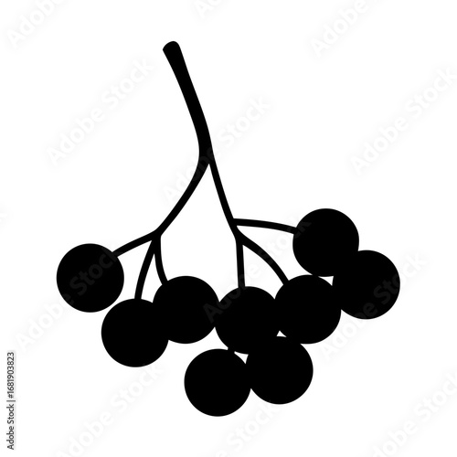Silhouette of a branch with many berries hanging down from it