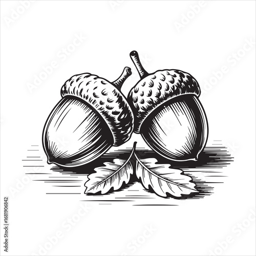 Hand Drawn Acorn Illustration Black and White,Vintage Acorn Sketch Isolated on White,Detailed Acorn Drawing in Engraving Style,Botanical Acorn Artwork in Line Art Style,Classic Acorn Vector in Hand