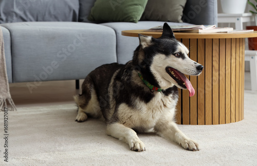 Cute Husky dog in living room