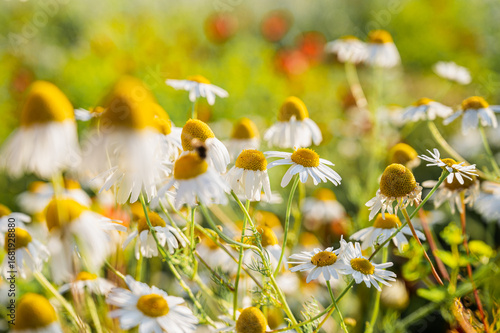 Beautiful summer background of chamomile flowers in a sunlit meadow. Concept for herbal tea, natural cosmetics, and wellness products packaging