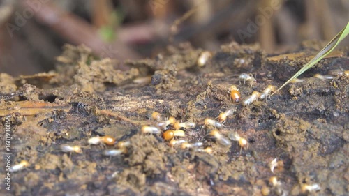 Part of a termite under a log with wood-feeding termites actively running along the aisles. Borneo Island, tropical rain forest. January