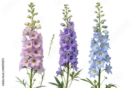 Delphinium Flowers in Pink Purple and Blue Hues isolated on a transparent background floral