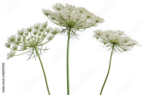 Queen Anne's Lace Flowers with Delicate White Blooms isolated on a transparent background