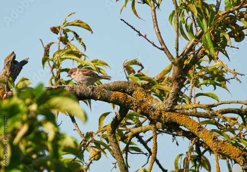 A sparrow sits on an apple tree branch in search of food.