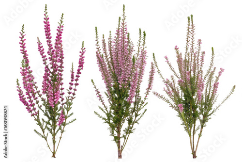 Realistic pink heather flowers evenly spaced isolated on a transparent background purple