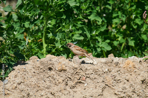 A sparrow sits on an apple tree branch in search of food