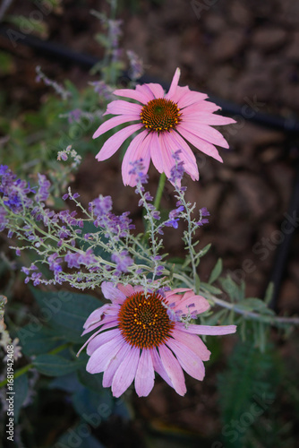 flor