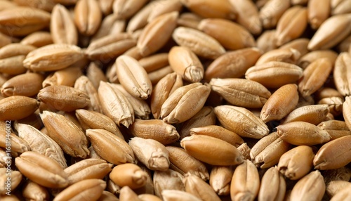 Close-up of wheat kernels