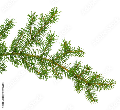 pine branch / pine-tree twig. Spruce . fir-tree. Decoration for new year and christmas, xmas festive and holidays.