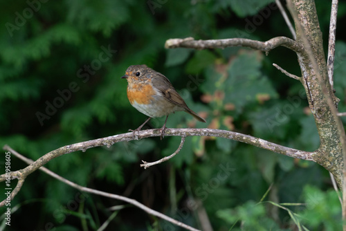 robin on a branch