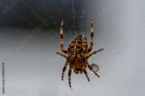 spider on the web