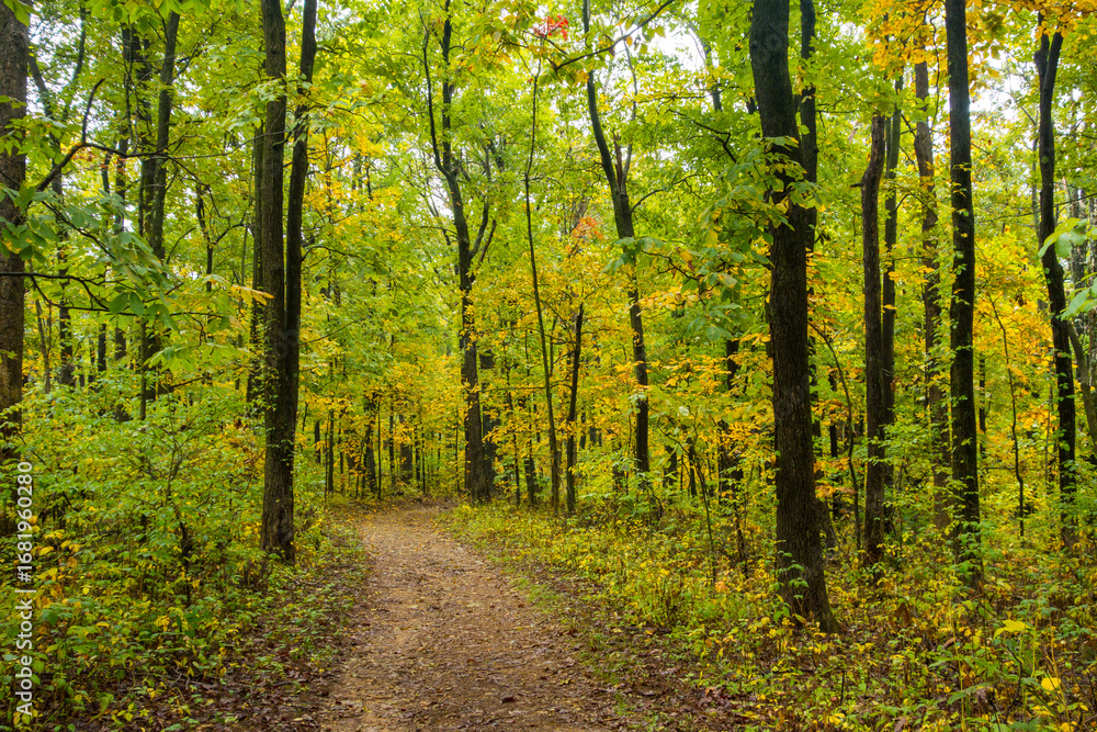 Obraz premium A winding dirt path disappears into the distance through a dense, serene forest, where the tree foliage is a vibrant mix of green and yellow, capturing the beautiful colors of a peaceful autumn hike