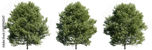 Realistic isolated tree cutouts on transparent background. High-resolution green foliage trees suitable for architectural rendering, landscaping design, and 3D visualization assets.