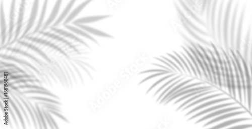Soft palm leaf shadows over white background