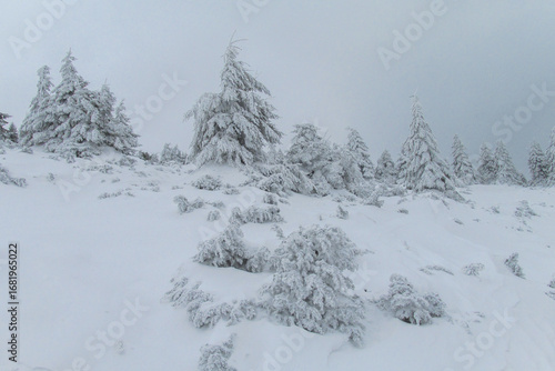 Wallpaper Mural Winter mountain forest in Carpathian mountains. Fir trees covered with snow Torontodigital.ca