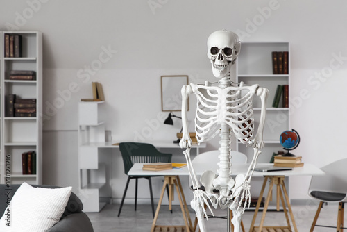 Human skeleton model at uni...