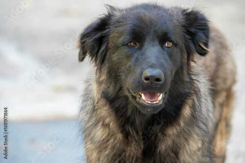 Portrait of a Serra da Estrela Mountain Dog outdoors