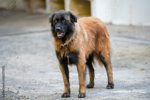 Portrait of a Serra da Estrela Mountain Dog outdoors