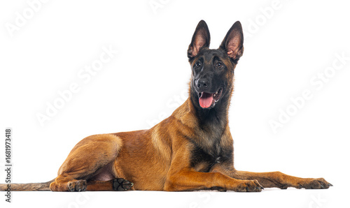 Photography Belgian malinois dog lying down and panting on white background