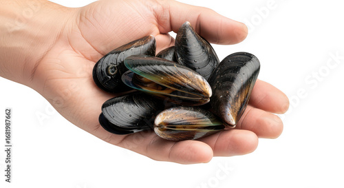 Freshly Harvested Black Mussels Presented in an Open Human Hand Ready for Culinary Preparation and Healthy Seafood Dining