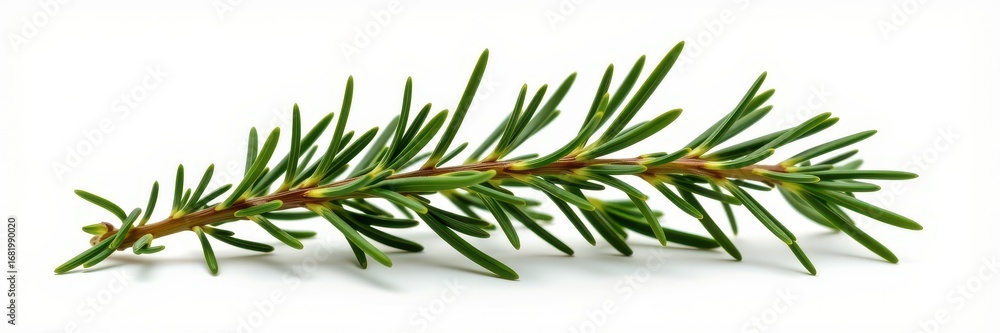 Obraz premium Fresh rosemary sprig isolated on pure white background, ideal for culinary or herbal themes, fragrant, botanical
